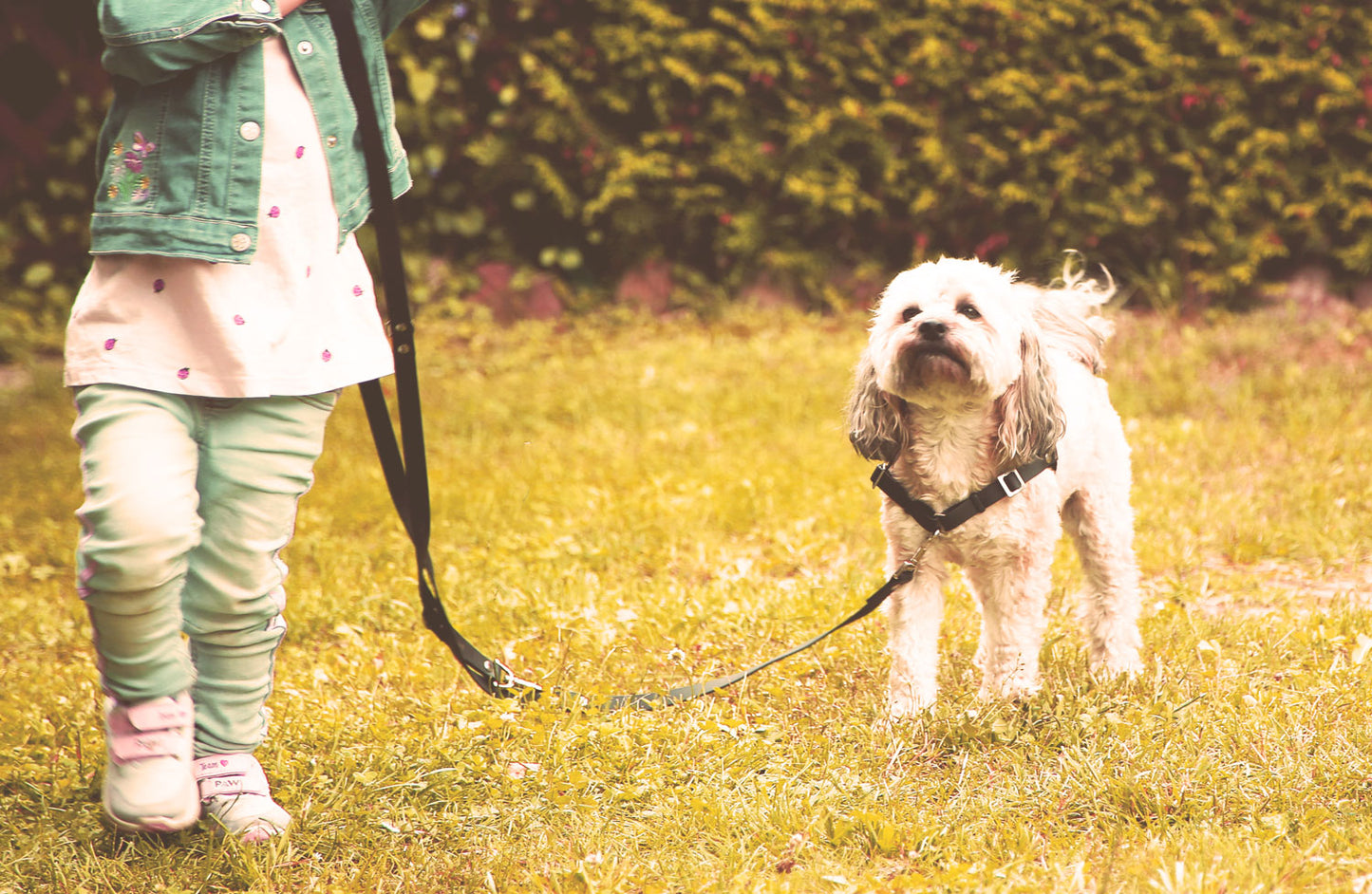 Anti-Stress-Geschirr STURMFREI® Saver für sehr kleine Hunde