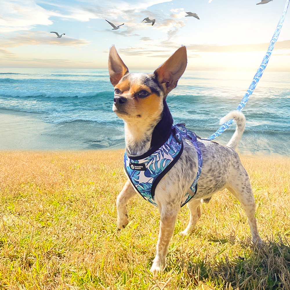 Beach Vibes Dog Harness & Leash Set